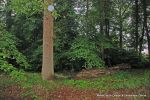 BEFORE: The grounds were overgrown with laurels, diseased trees and shrub it was very dark and gloomy  