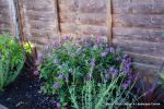 Garden planted out to provide all year colour and interest installed with maintenance plan