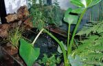 Indoor water feature