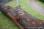 Before: The oak trunk is now in position and ready for carving.