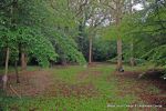 BEFORE: The grounds were overgrown with laurels, diseased trees and shrub it was very dark and gloomy  